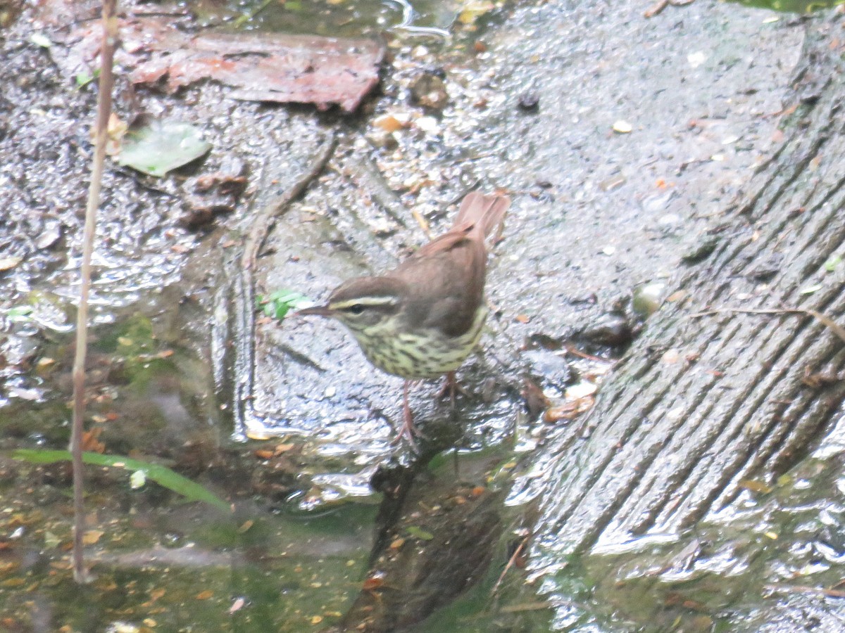 Northern Waterthrush - Joyce Brady