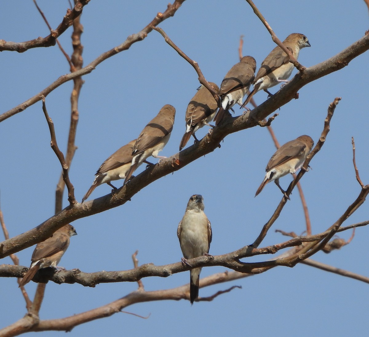 Indian Silverbill - Prof Chandan Singh Dalawat