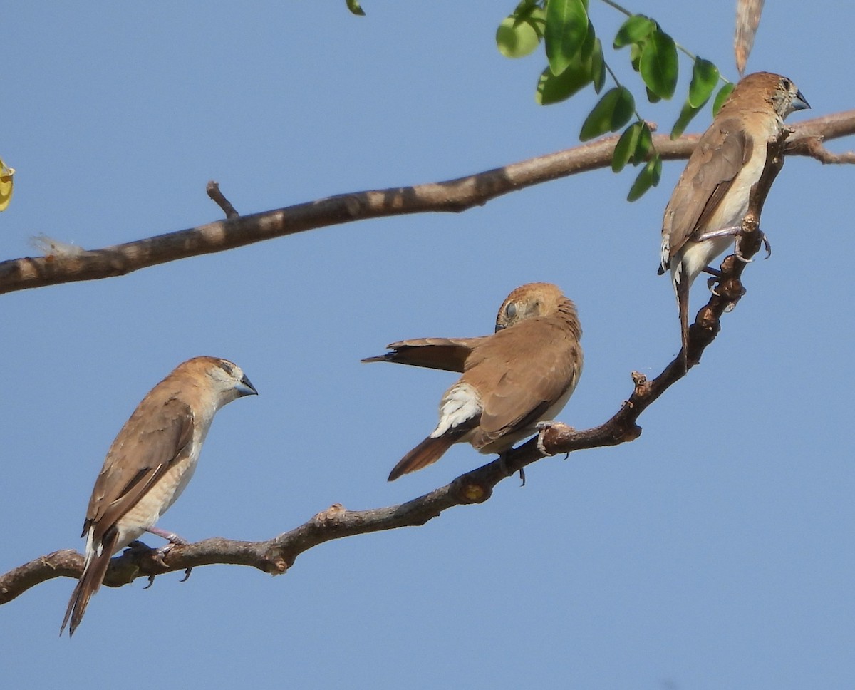 Indian Silverbill - Prof Chandan Singh Dalawat