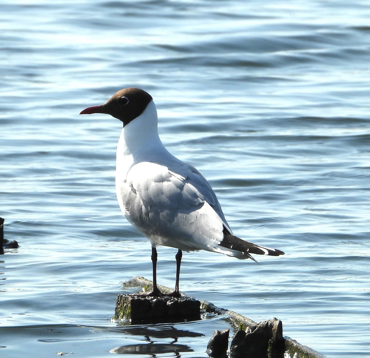 Black-headed Gull - ML618947974