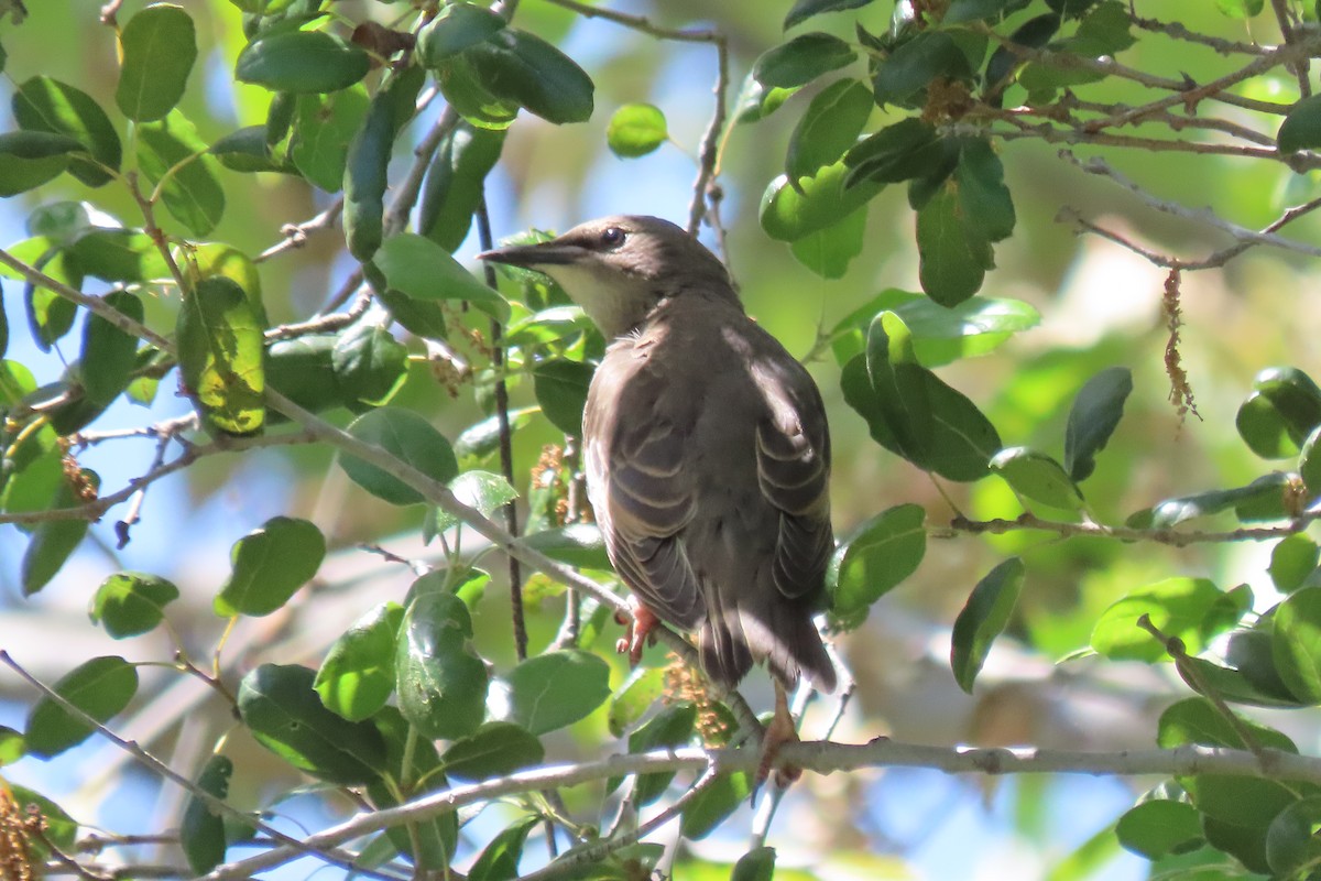 European Starling - ML618947977