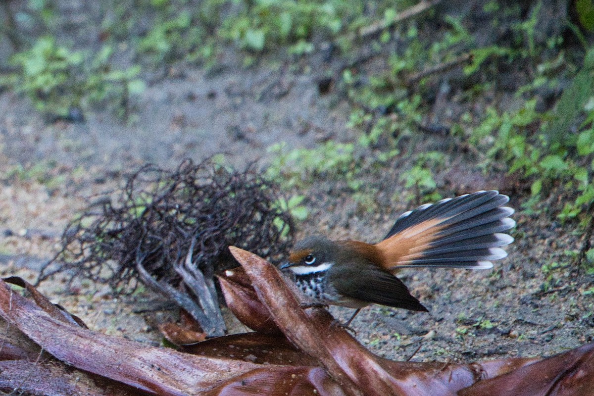 Australian Rufous Fantail - Helen Leonard