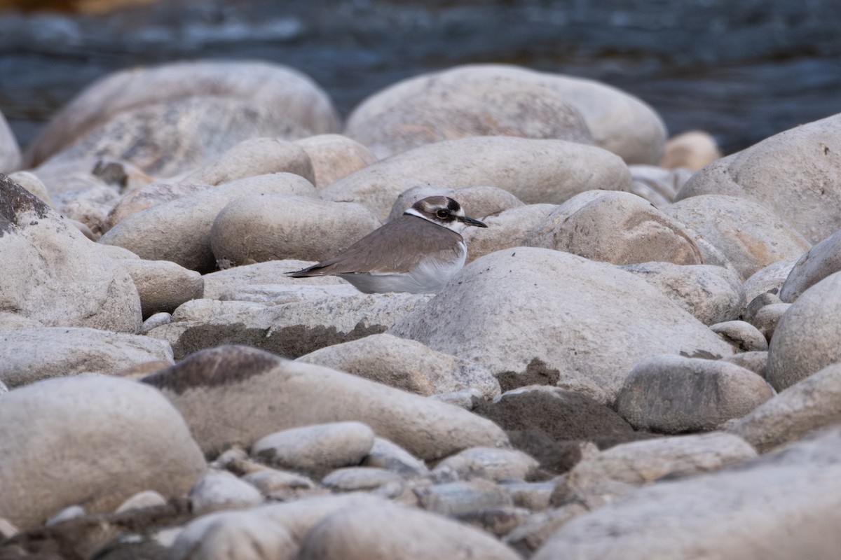 Long-billed Plover - Oscar Vazquez