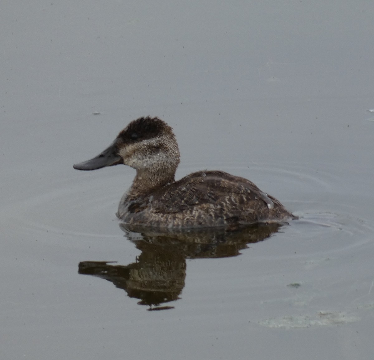 Ruddy Duck - Libby Patten