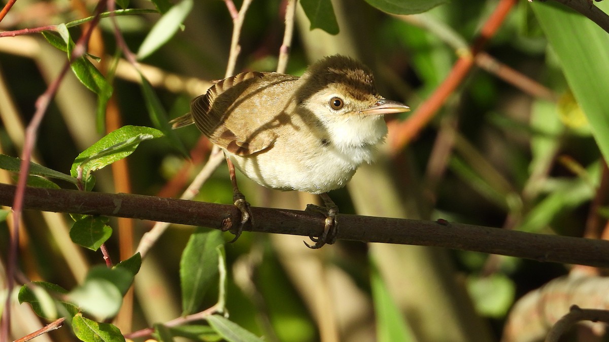 Common Reed Warbler - Manuel García Ruiz