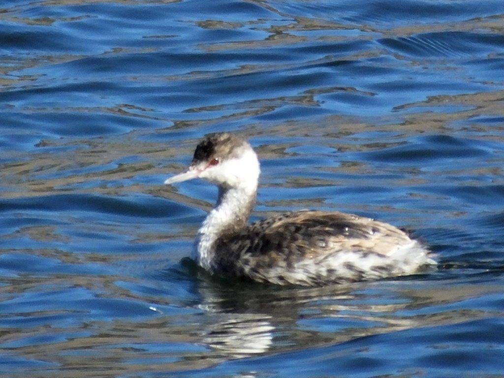 Horned Grebe - Jon Becknell