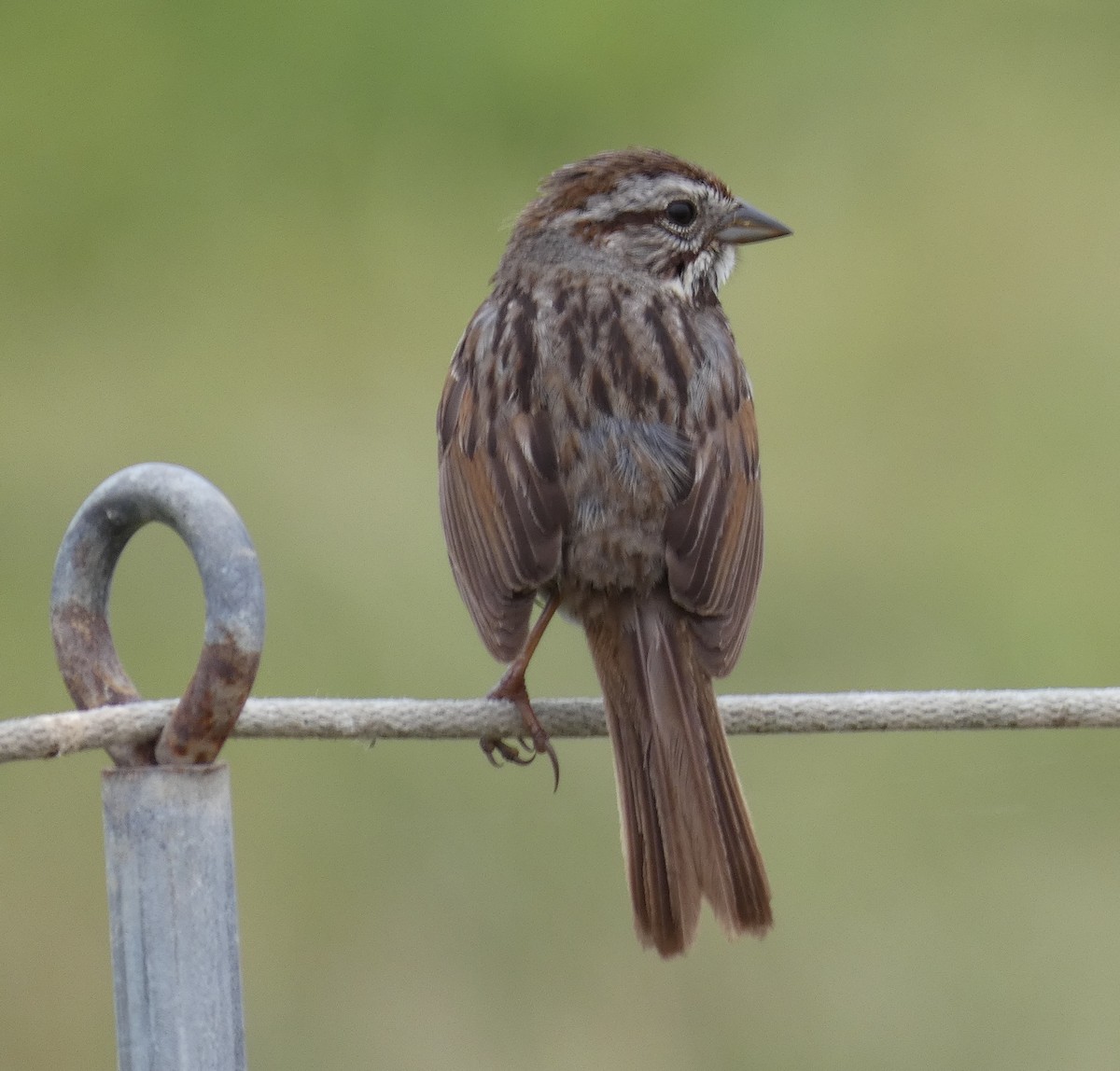 Song Sparrow - Libby Patten