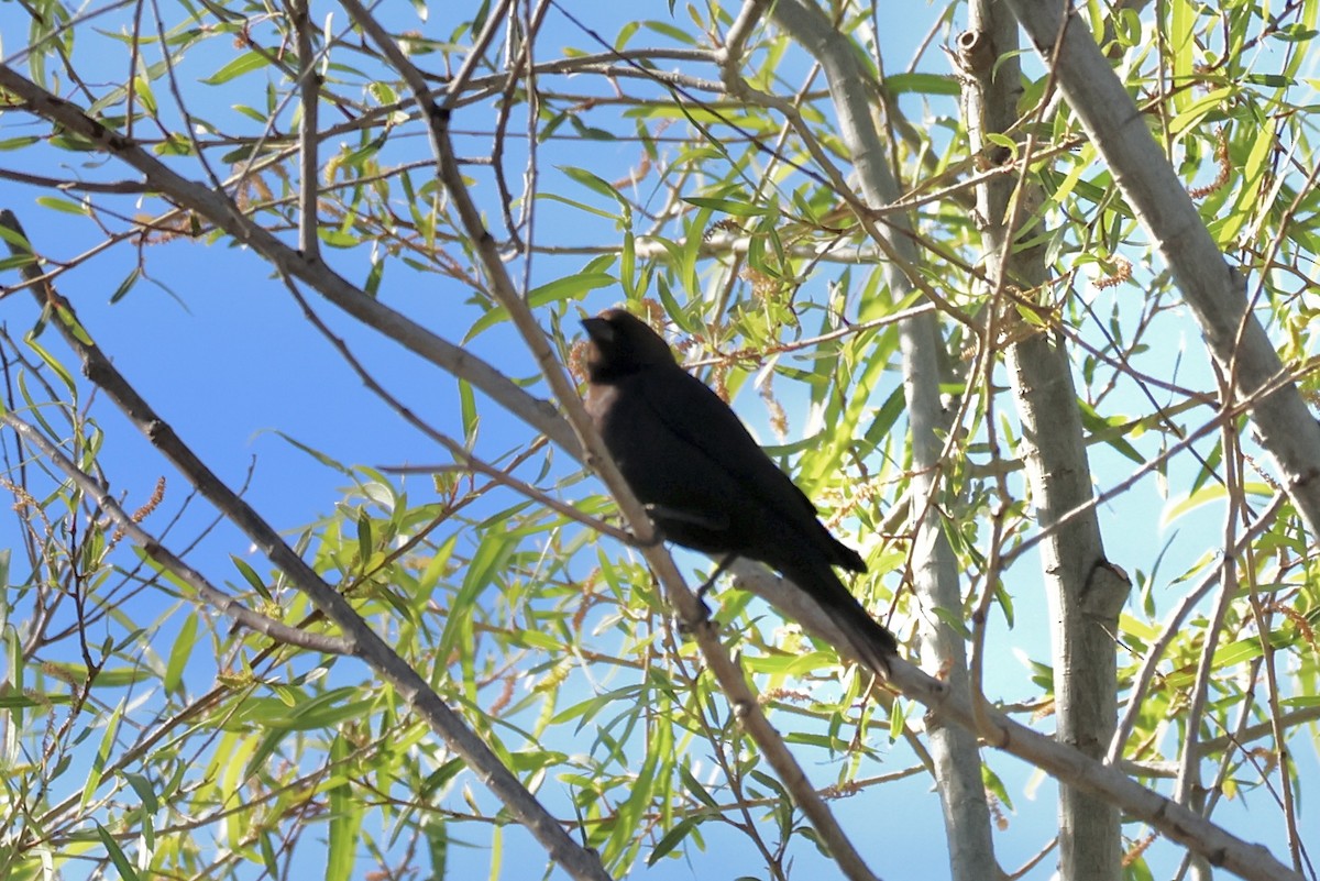 Brown-headed Cowbird - Gil Ewing