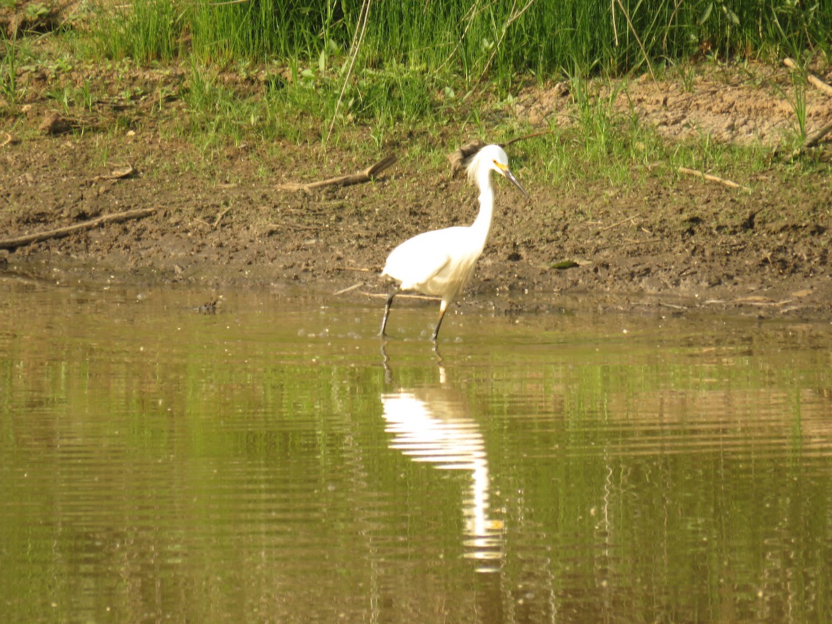 Snowy Egret - Claudia Rivera de Aragón