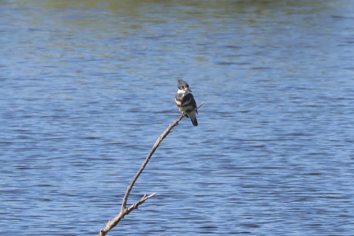 Belted Kingfisher - Gil Ewing