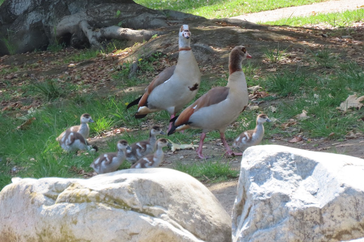 Egyptian Goose - Becky Turley