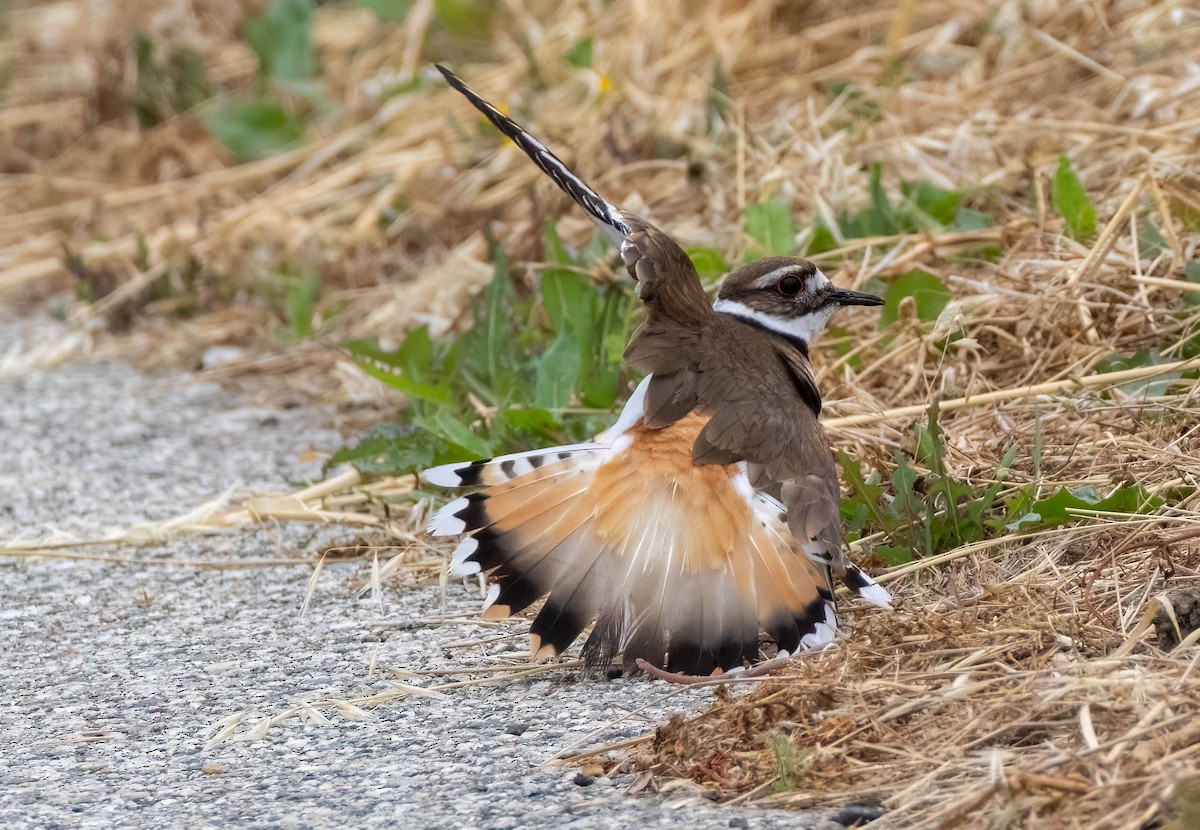 Killdeer - Christine Jacobs