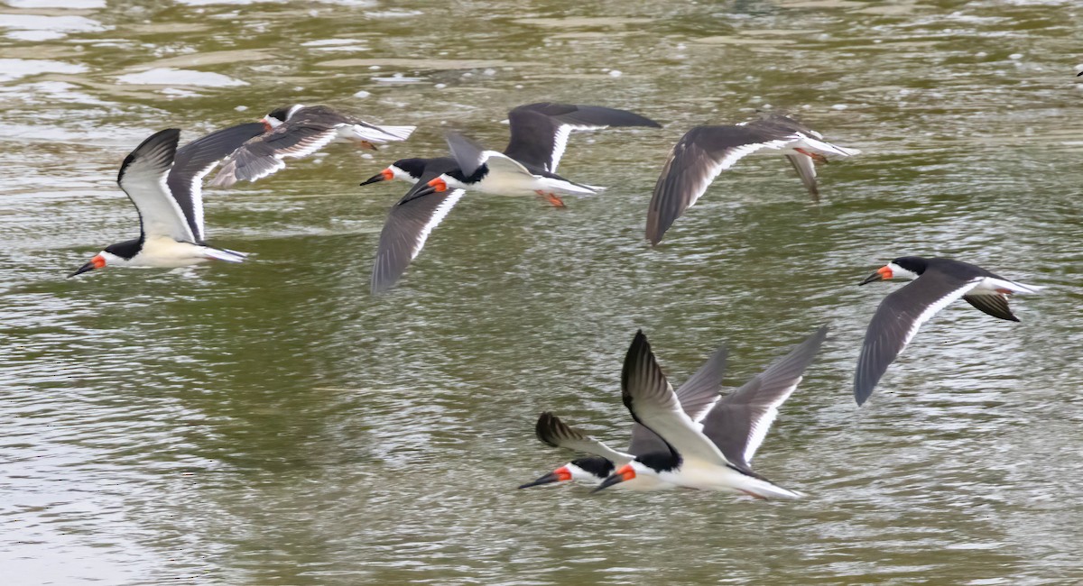 Black Skimmer - Christine Jacobs