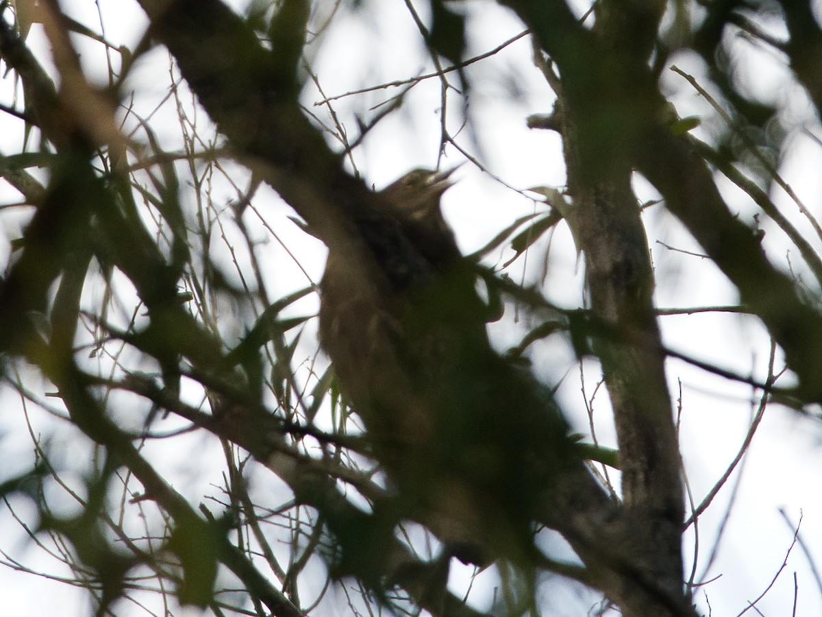 Black Bittern - Helen Leonard