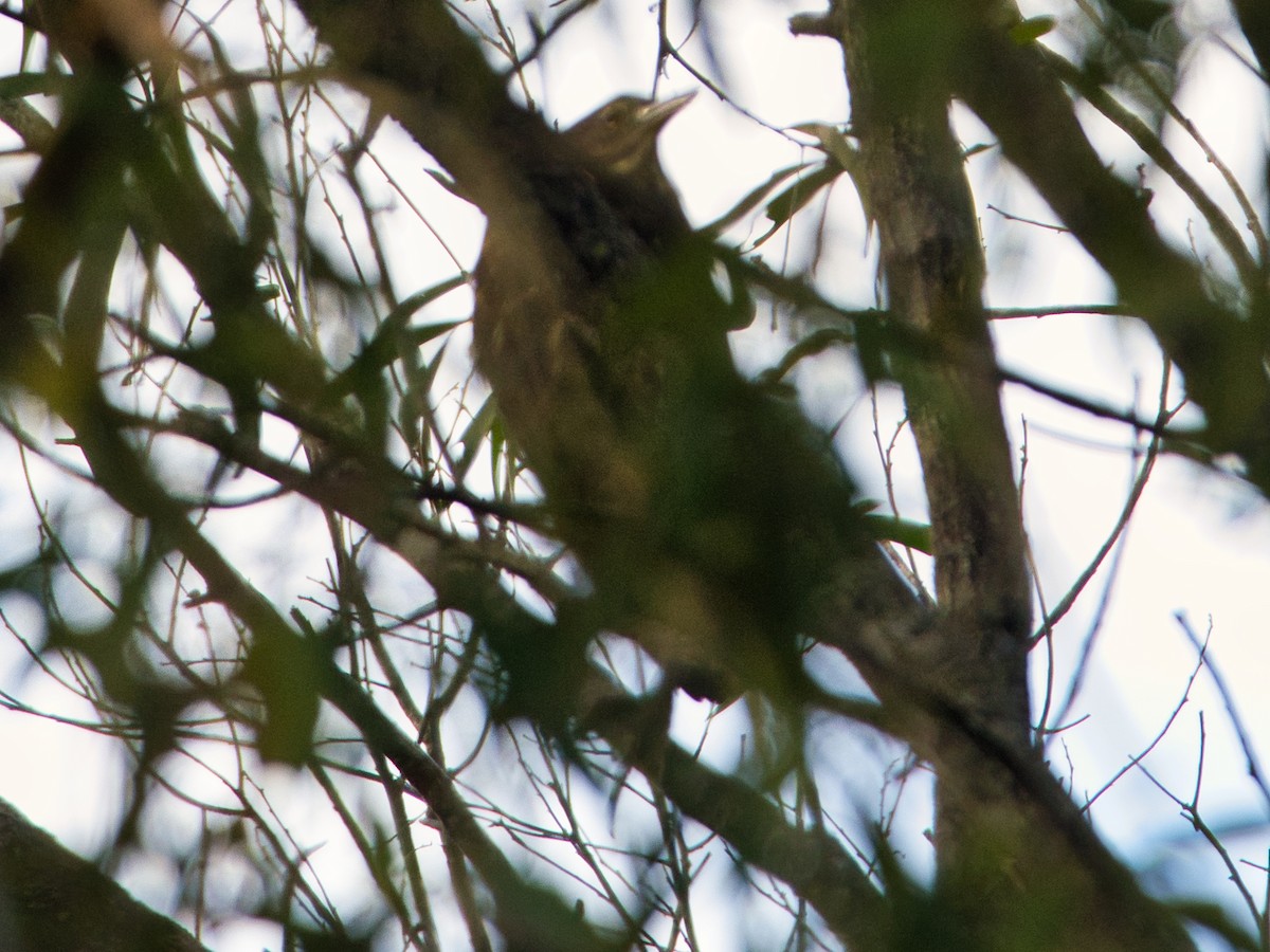 Black Bittern - Helen Leonard