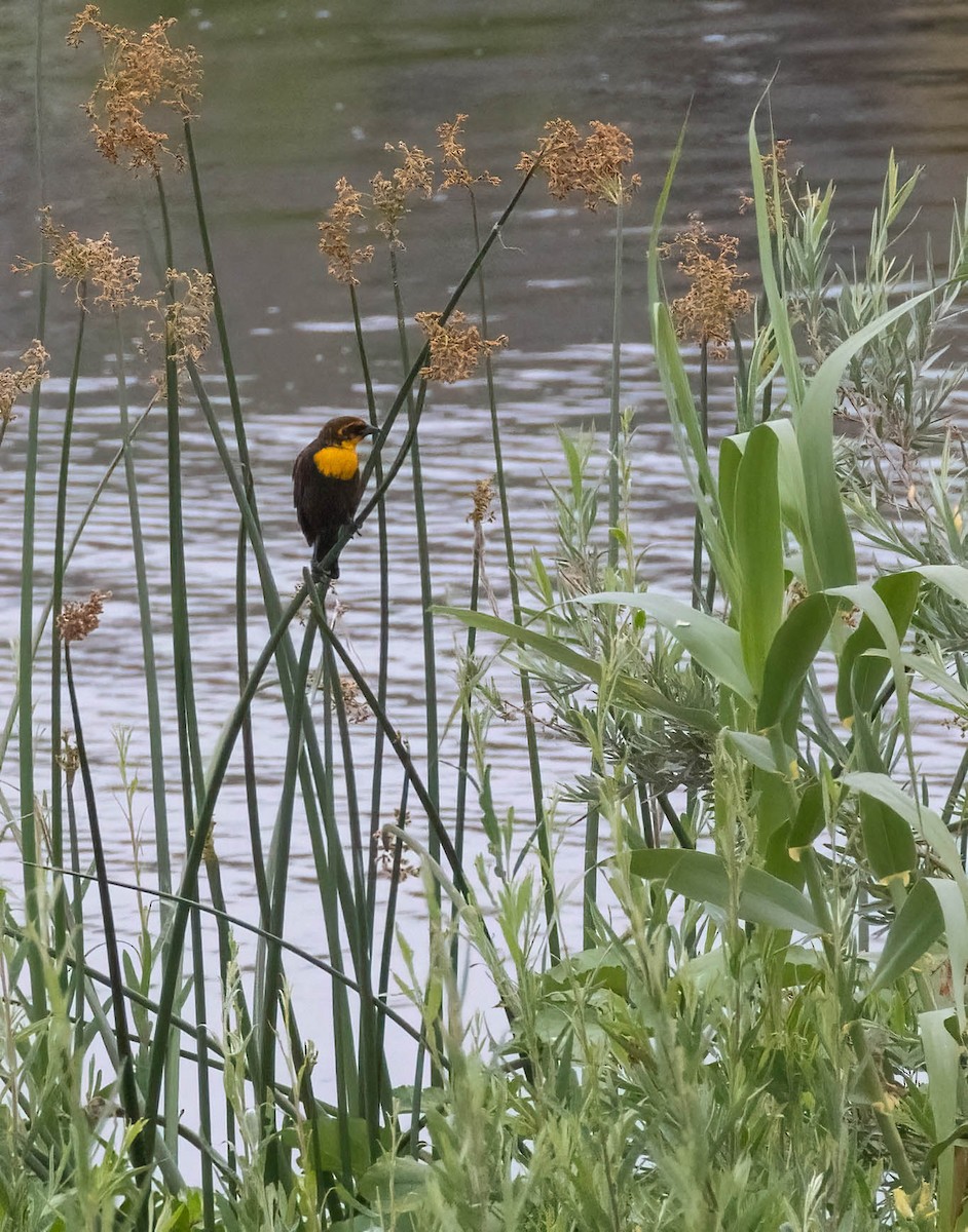 Yellow-headed Blackbird - Christine Jacobs