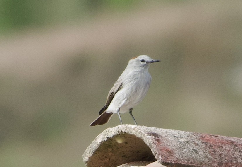 Rufous-naped Ground-Tyrant - Frances Oliver