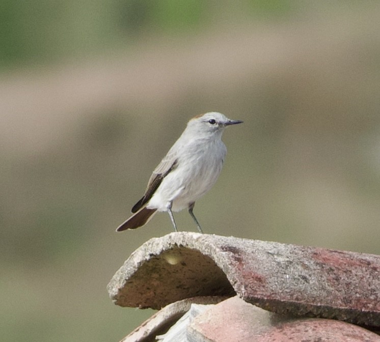 Rufous-naped Ground-Tyrant - Frances Oliver