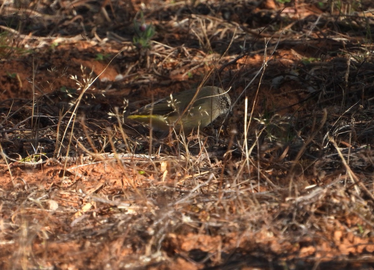 Yellow-rumped Thornbill - Joanne Thompson