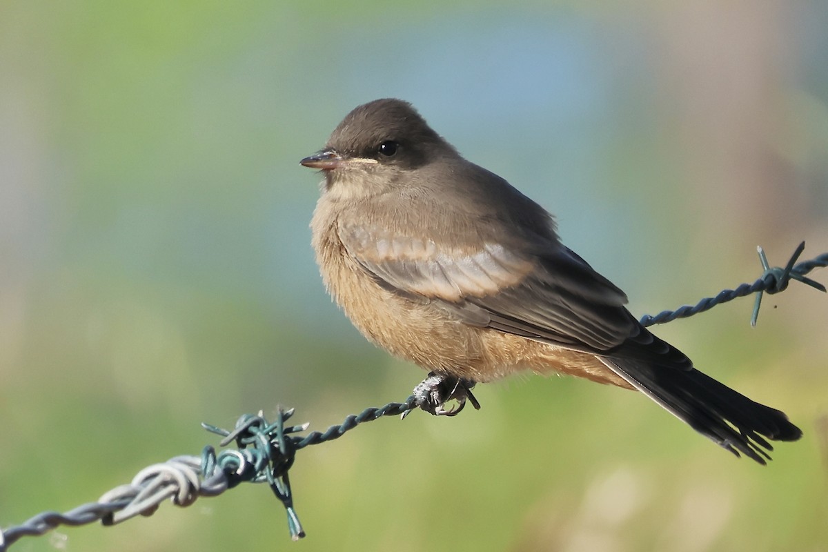 Say's Phoebe - Gil Ewing