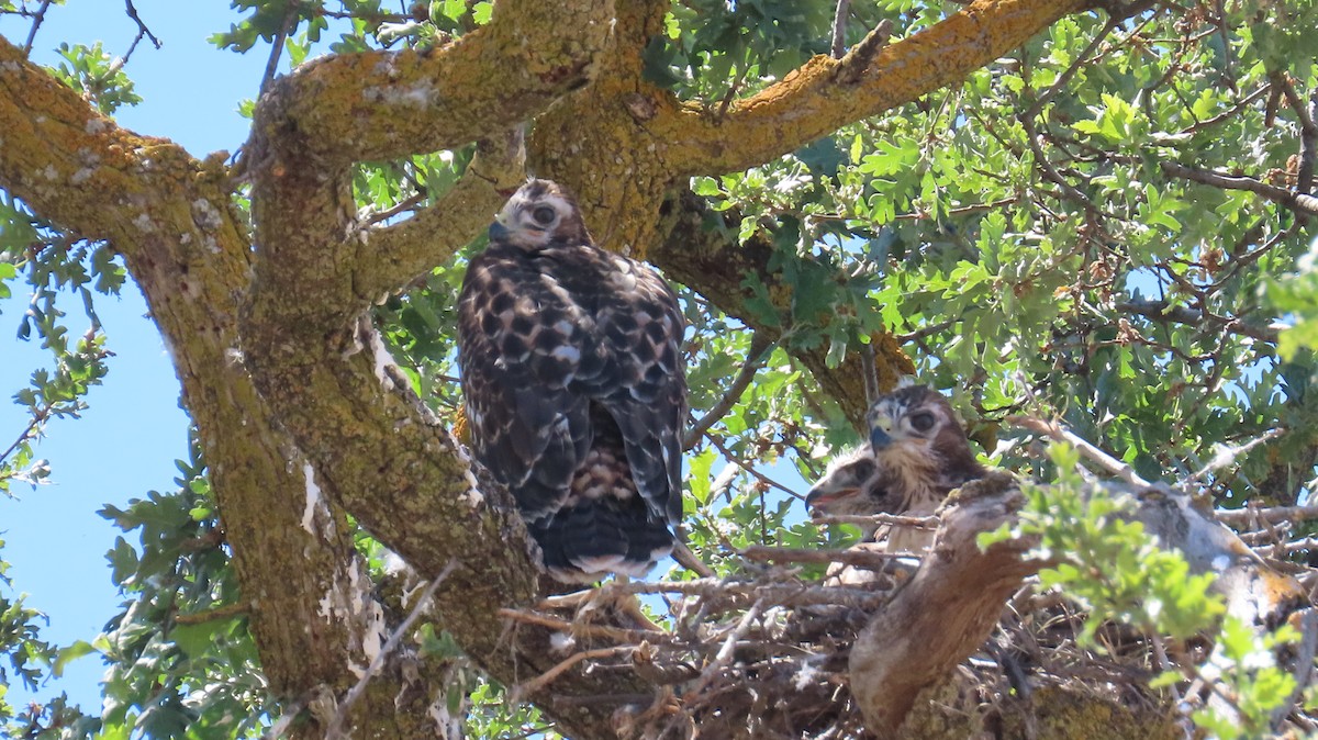 Red-tailed Hawk - Petra Clayton