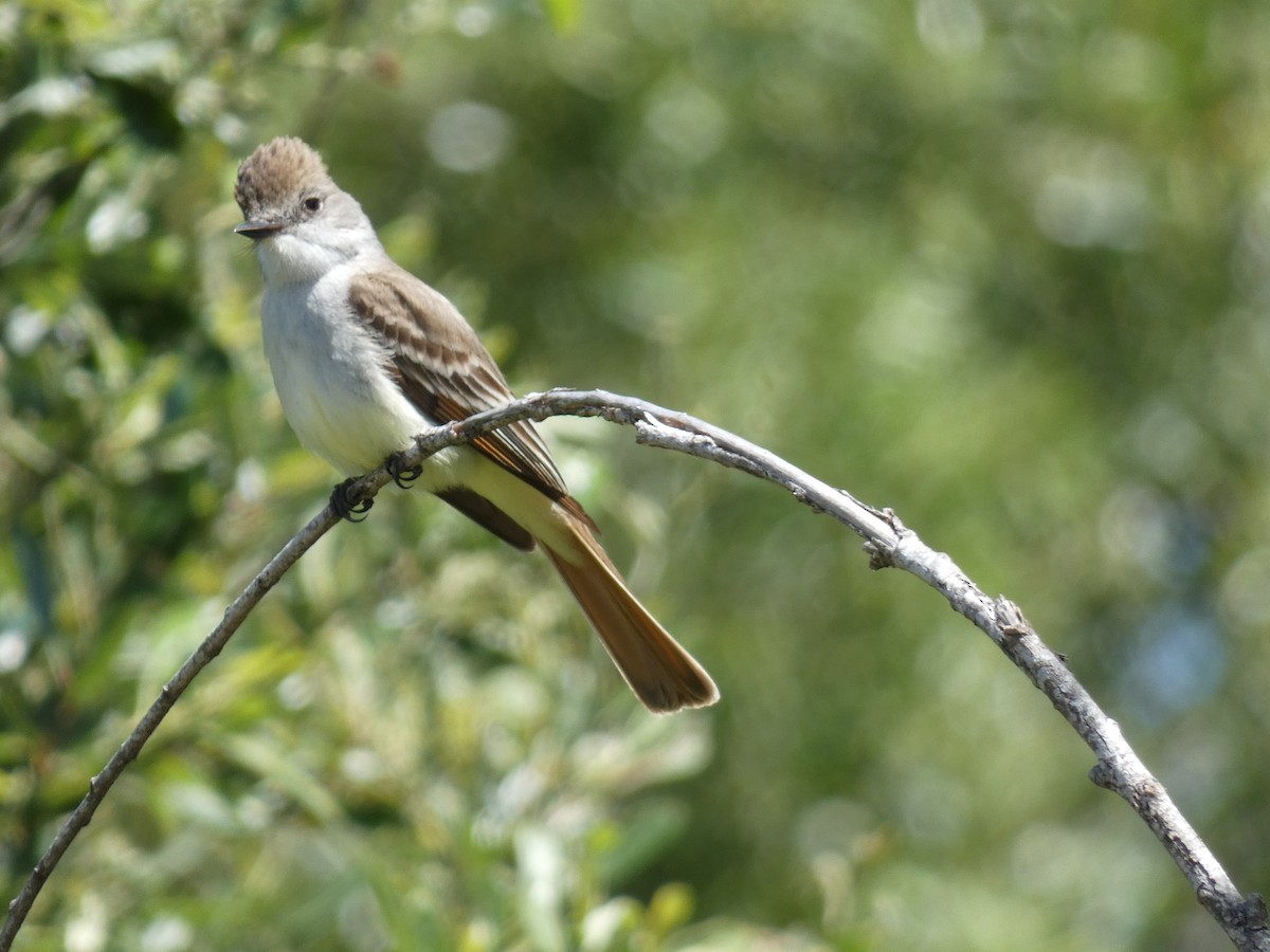 Ash-throated Flycatcher - ML618948131