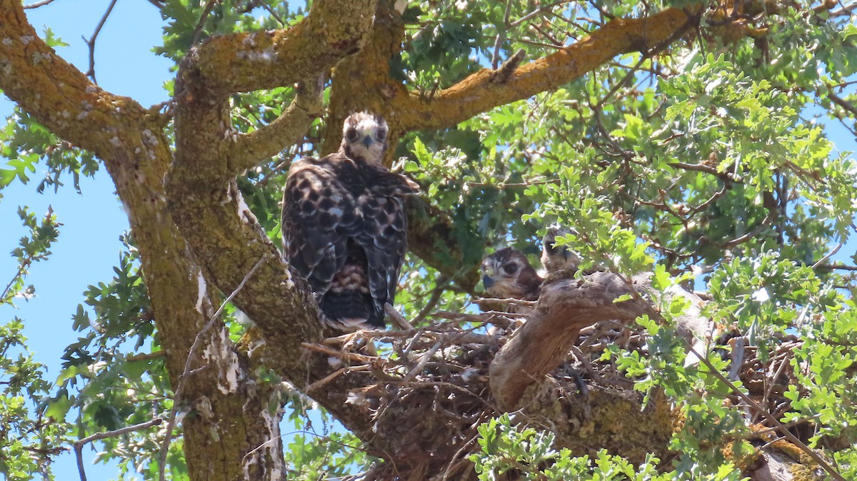 Red-tailed Hawk - Petra Clayton