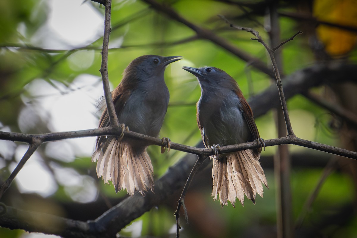 Chestnut-winged Babbler - Morten Lisse