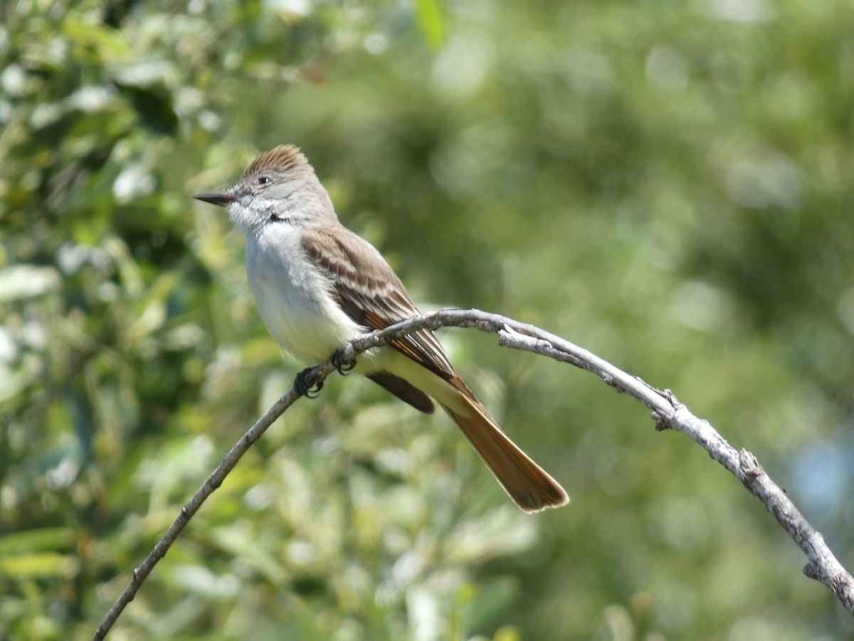 Ash-throated Flycatcher - ML618948143