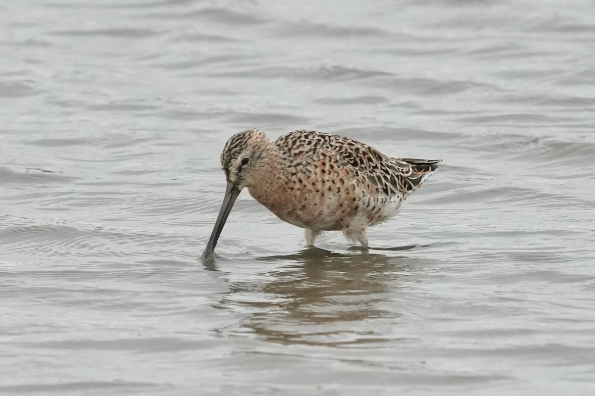 Short-billed Dowitcher - Tom Cassaro