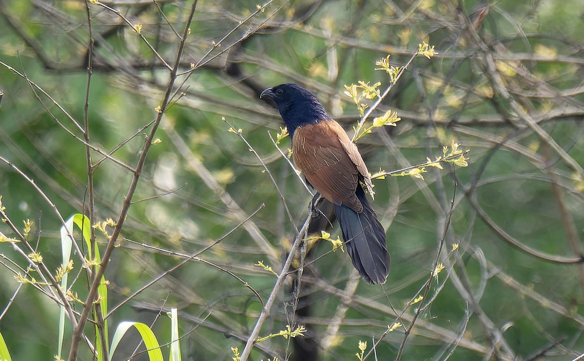 Lesser Coucal - ML618948155