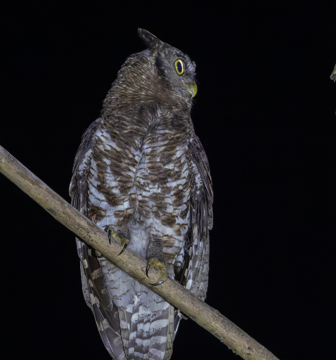 Akun Eagle-Owl - Marie Lister