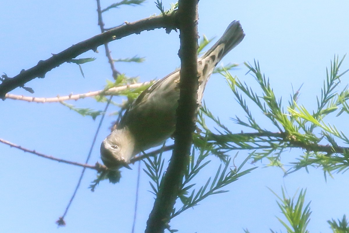 Black-and-white Warbler - Scott Eaton