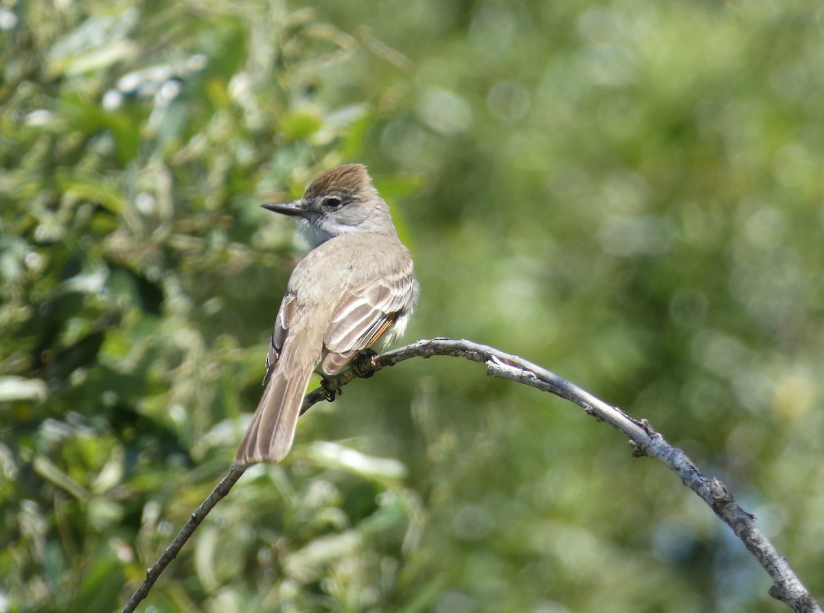 Ash-throated Flycatcher - ML618948164