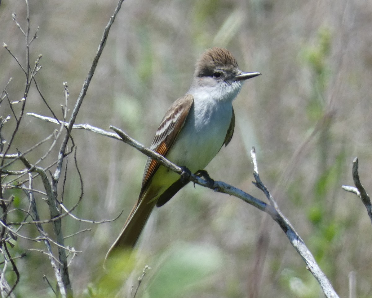 Ash-throated Flycatcher - ML618948166