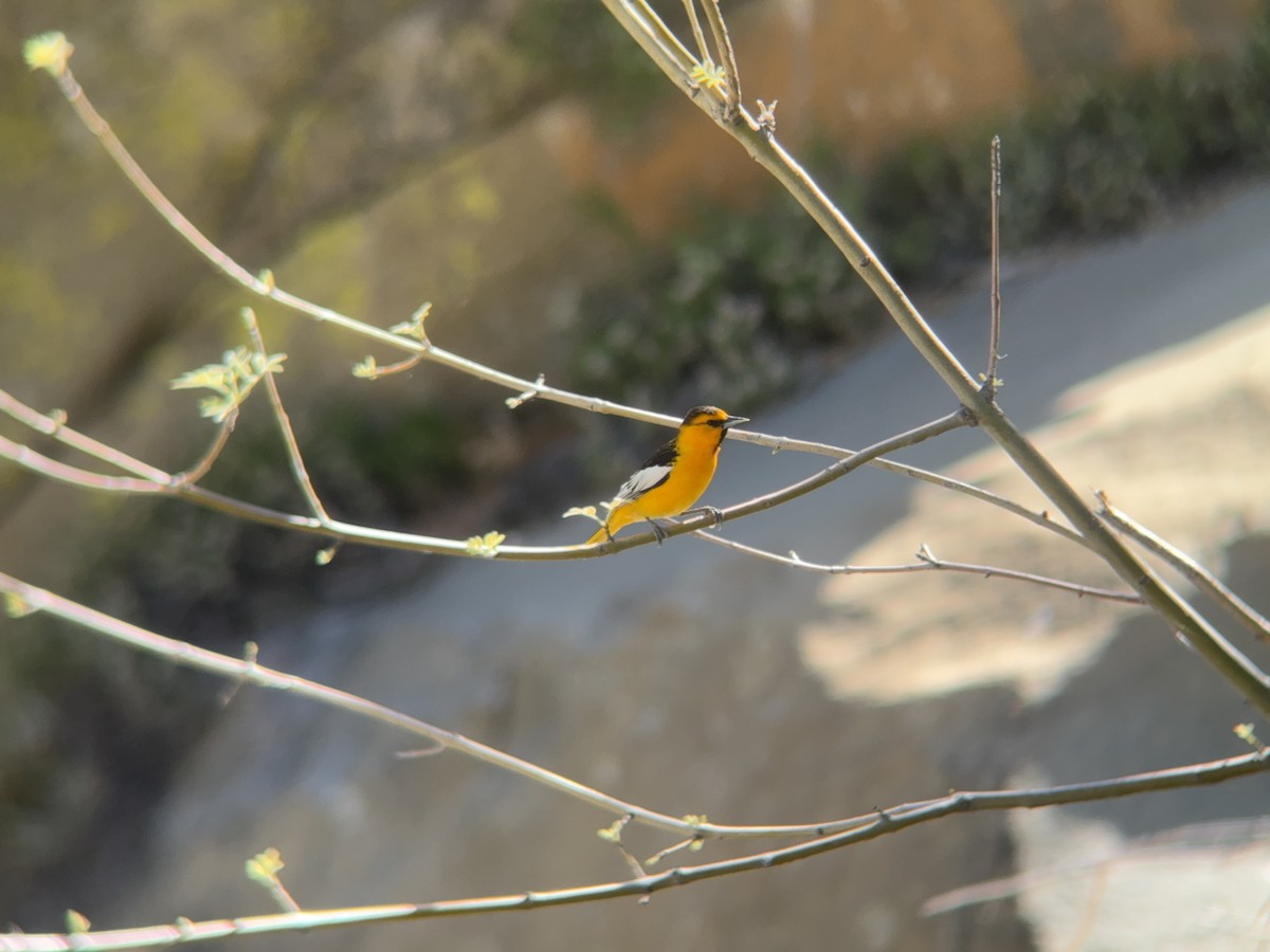 Bullock's Oriole - Matt Brady