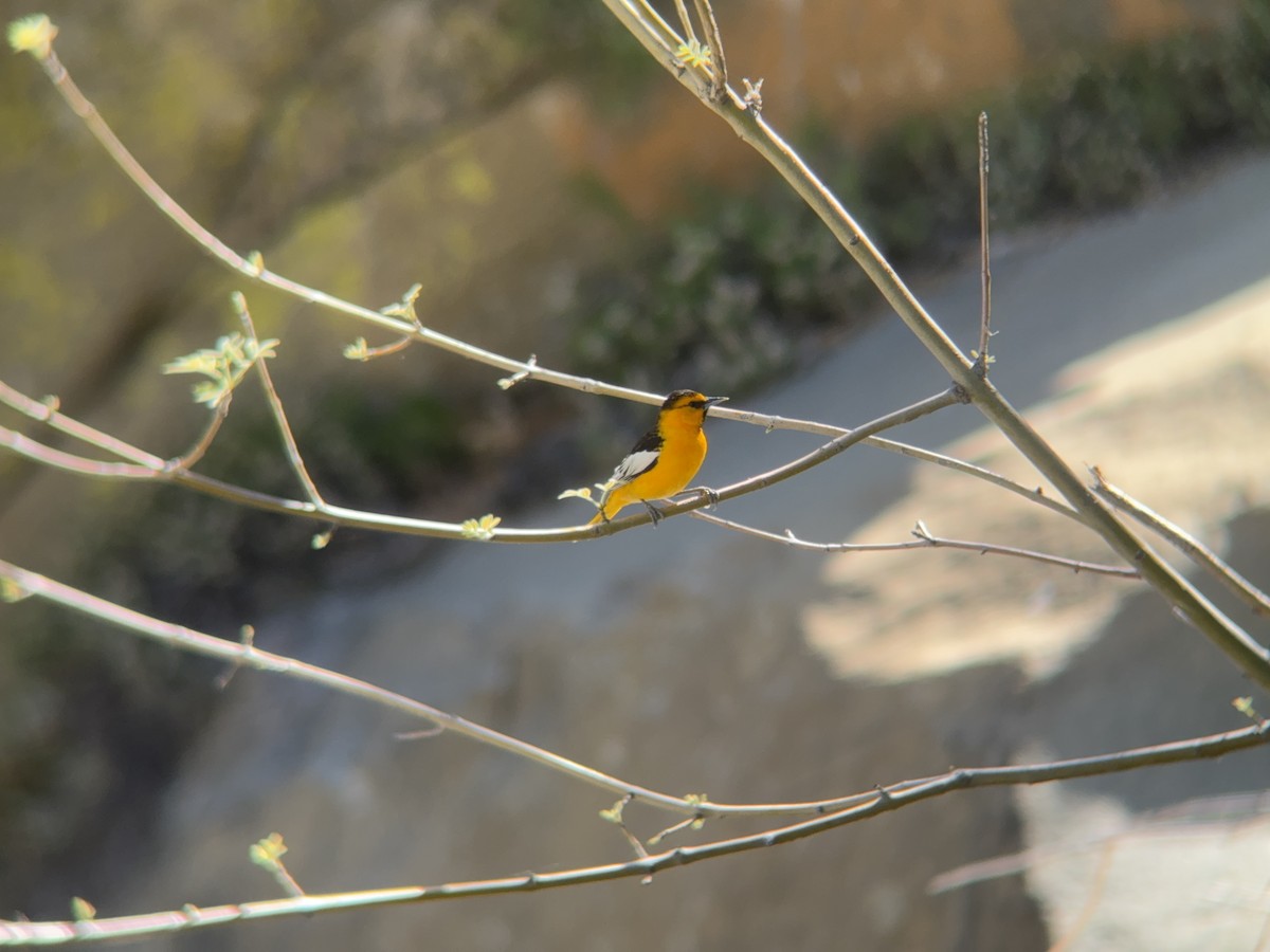 Bullock's Oriole - Matt Brady