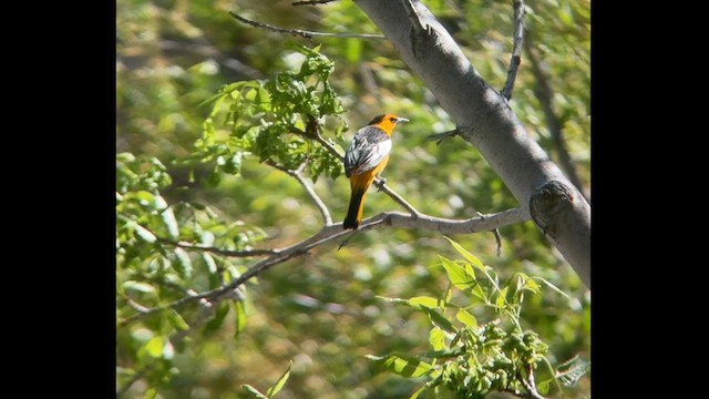 Bullock's Oriole - ML618948174