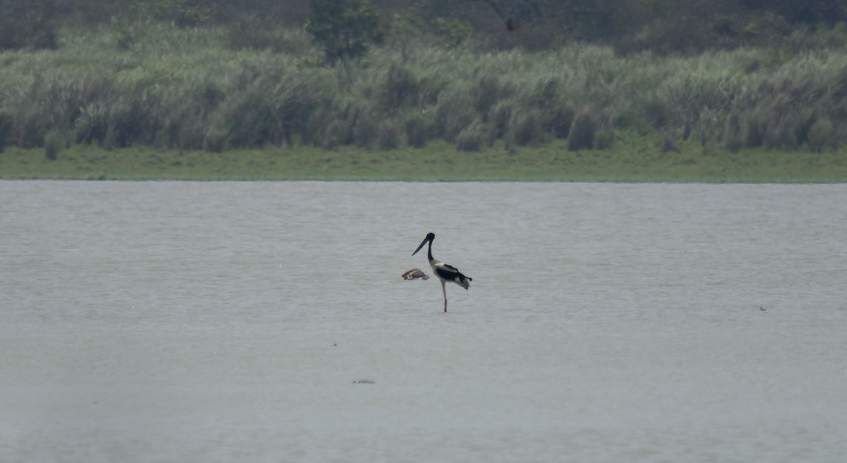 Black-necked Stork - Antonio Ceballos Barbancho