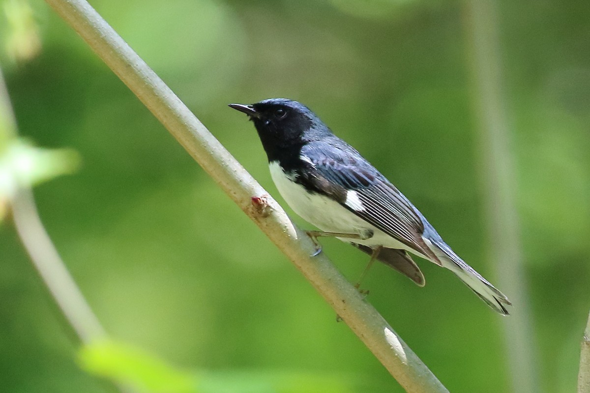 Black-throated Blue Warbler - ML618948182