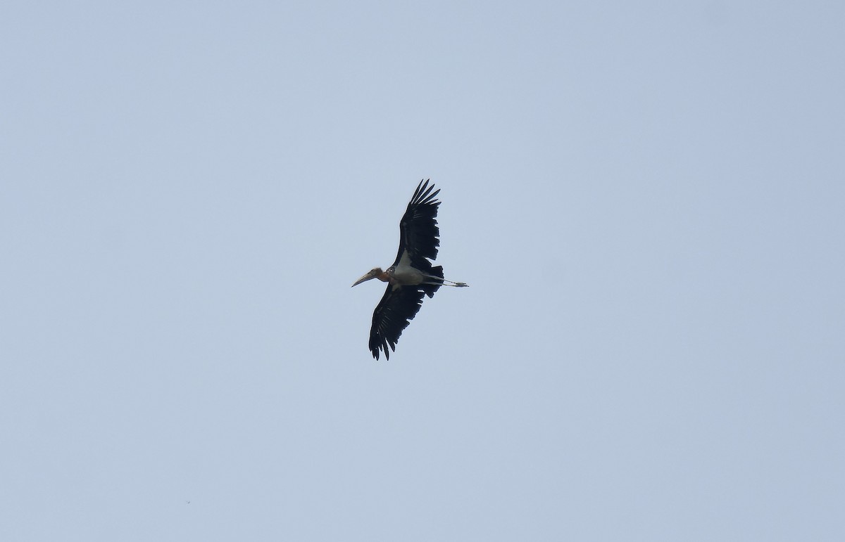 Greater Adjutant - Antonio Ceballos Barbancho