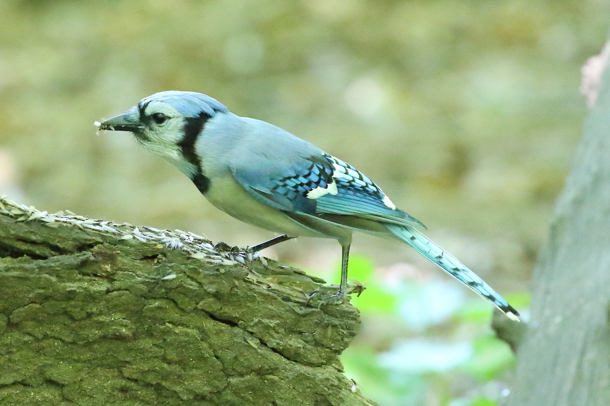 Blue Jay - Scott Eaton