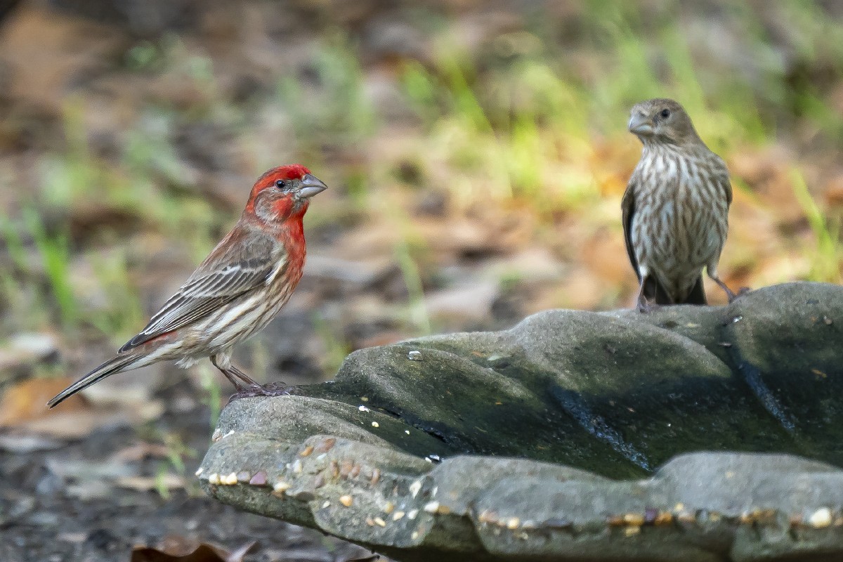 House Finch - Slawomir Dabrowski