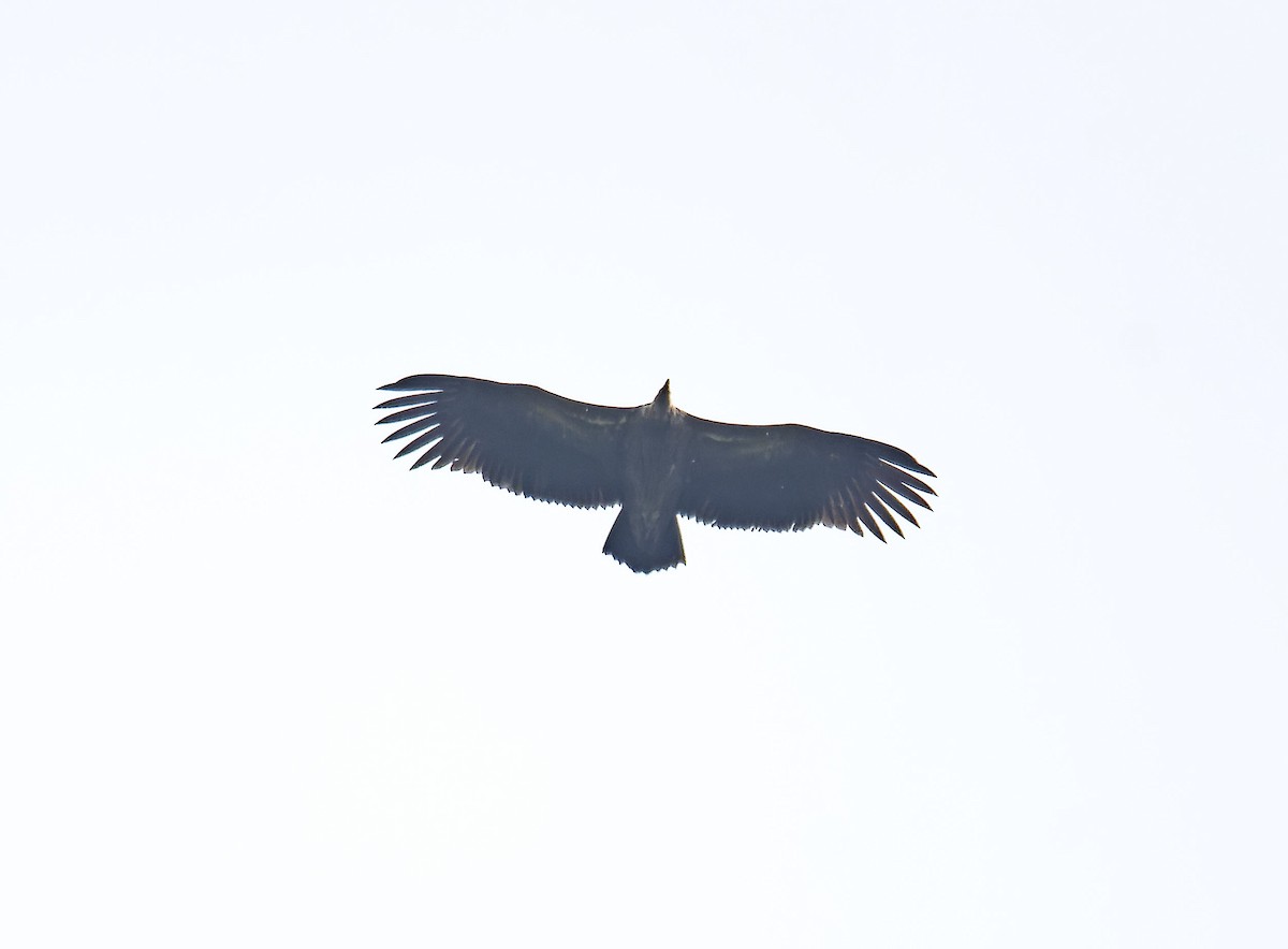 Slender-billed Vulture - Antonio Ceballos Barbancho