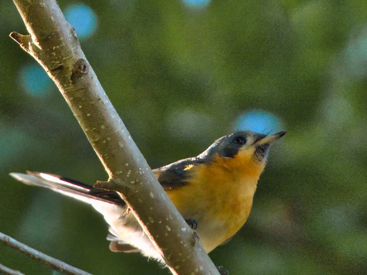 Spectacled Monarch - Helen Leonard