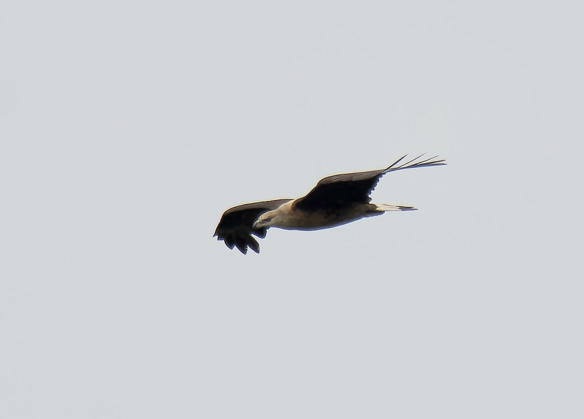 Pallas's Fish-Eagle - Antonio Ceballos Barbancho