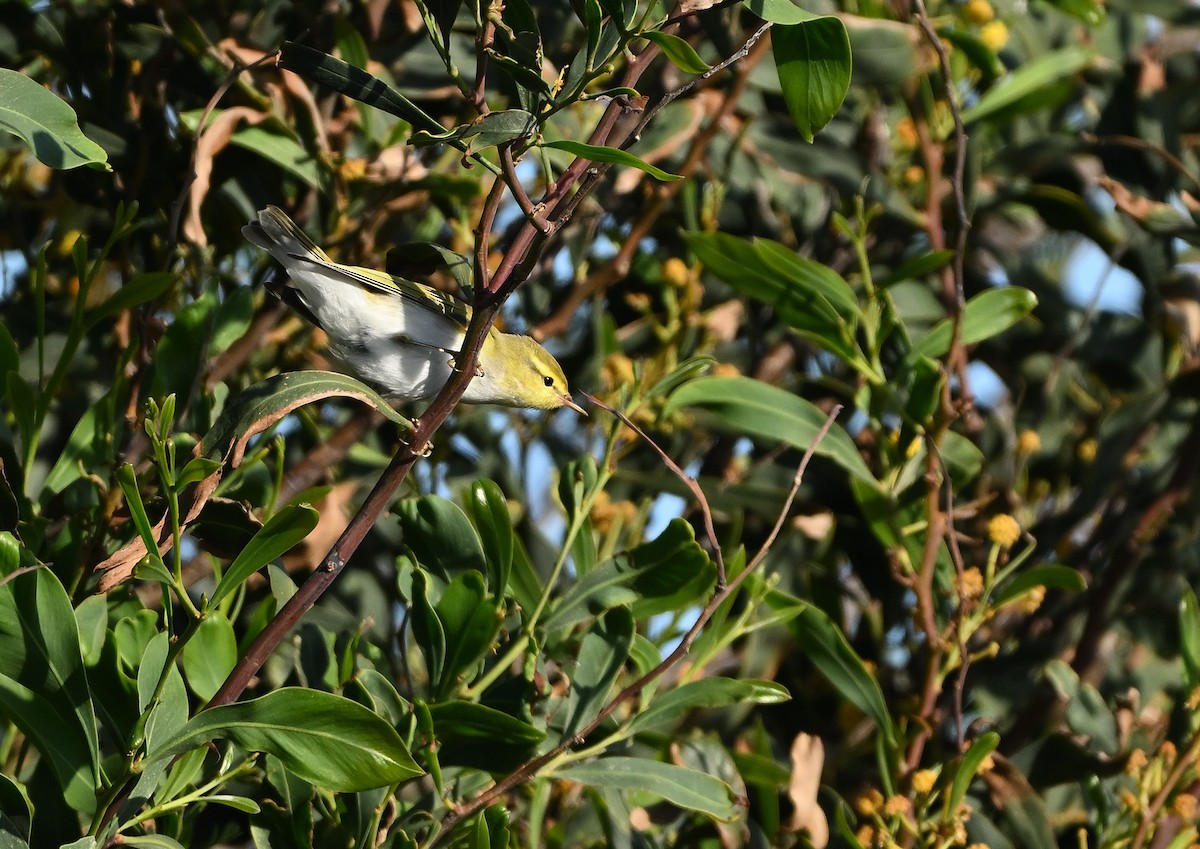 Wood Warbler - Luigi Gennari