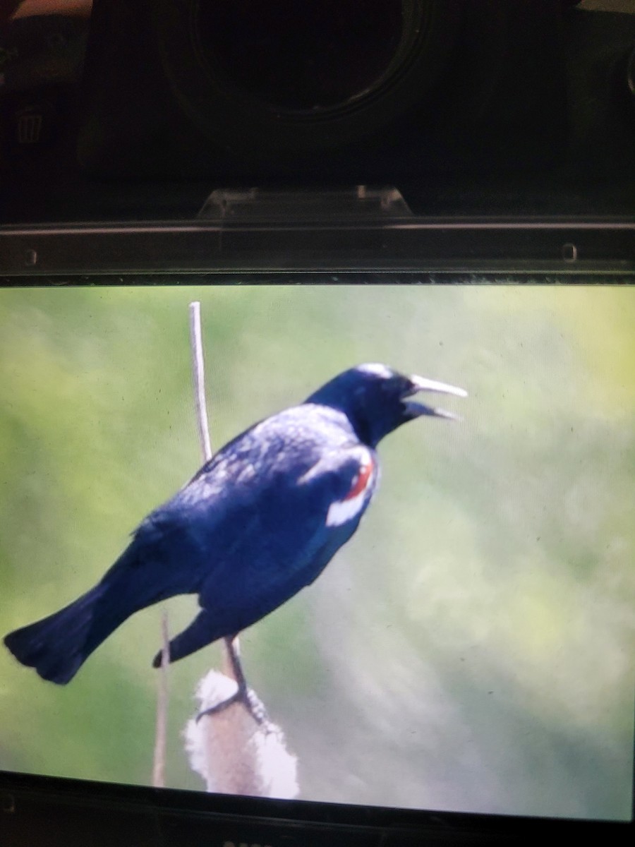 Tricolored Blackbird - ML618948230