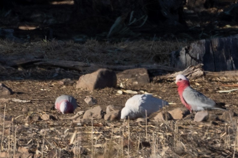 Little Corella - Richard and Margaret Alcorn