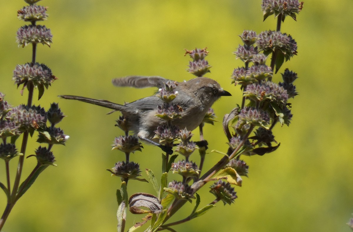 Wrentit - Libby Patten